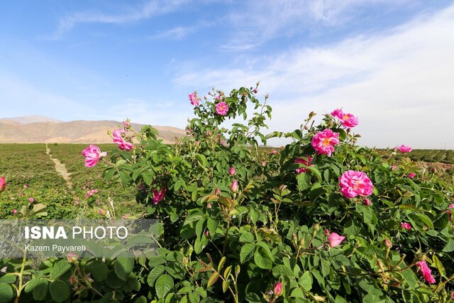 برداشت گل محمدی از باغات بهار