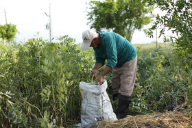 مرد روستای یساقی هنگام کار روزانه