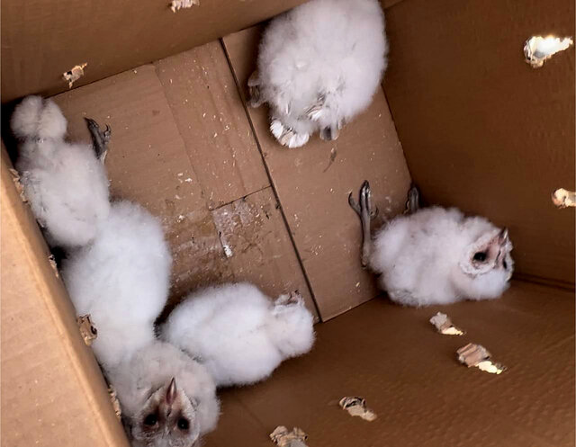 تیمارداری و رهاسازی ۶ بهله پرنده نادر با صورت قلبیشکل