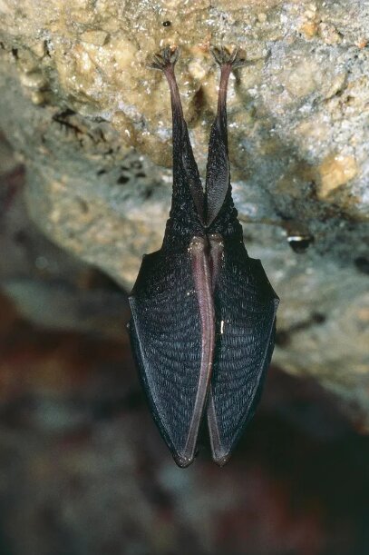 داستان تکامل از زبان خفاشها و مارمولکها!