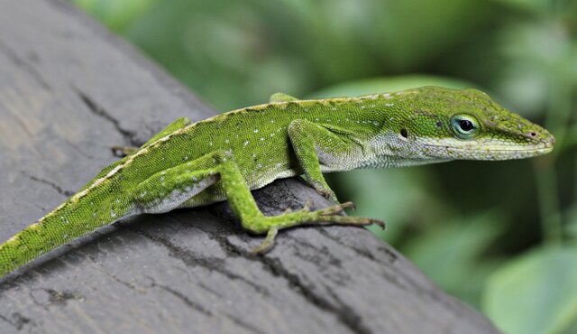 داستان تکامل از زبان خفاشها و مارمولکها!