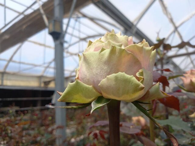 سازهای سمفونی اقتصاد کرمان کوک میشود