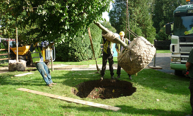 نقدی بر حصار کشی و اسبابکشی درختان از پارکها