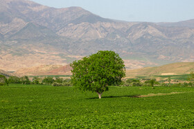 بهار شهرستان طارم در استان زنجان