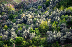 بهار شهرستان طارم در استان زنجان