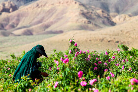 برداشت گل محمدی در کاشان