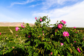 برداشت گل محمدی در کاشان