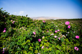 برداشت گل محمدی در کاشان