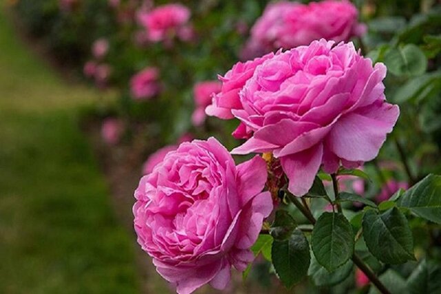 آغاز خرید توافقی گل محمدی در فارس آغاز خرید توافقی گل محمدی در فارس