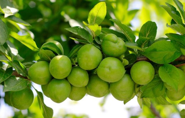 افزایش ۱۲ میلی متری بارندگیها در شهرستان شهریار