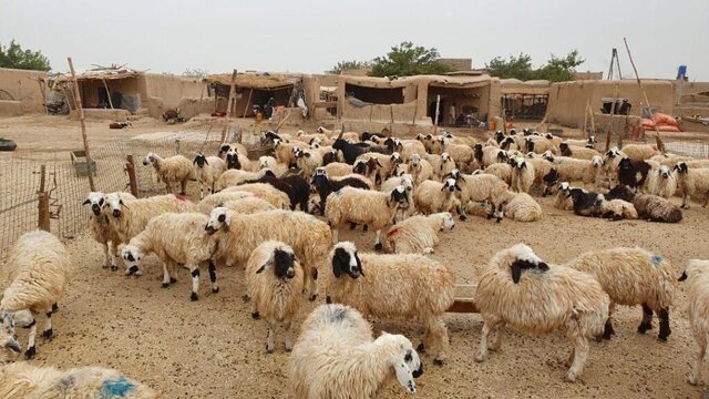 روایت پیشرفت و دستاوردهای شاخص بخش کشاورزی سیستان و بلوچستان در دولت سیزدهم