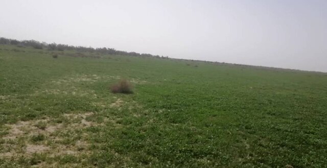 روزهای خوش زندگی عشایر به دنبال بارشهای پرخیر و برکت در جنوب کرمان