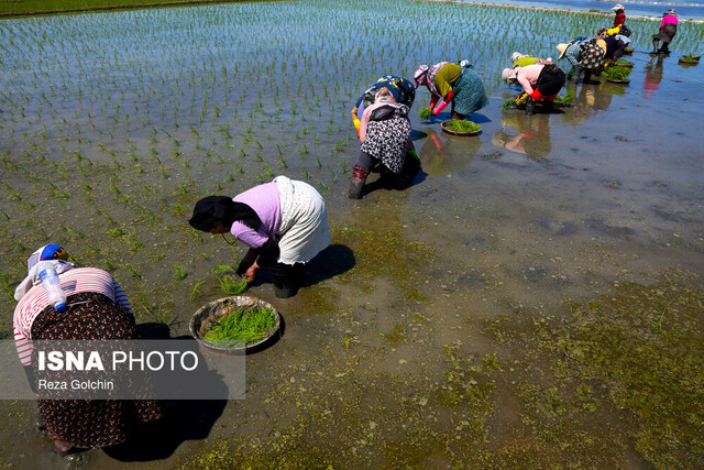 انجام نشاء برنج در ۱۱۵ هزار هکتار از اراضی کشاورزی گیلان