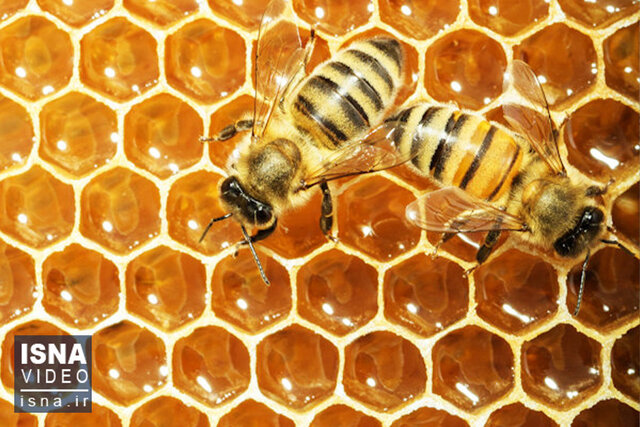 ویدیو/ گرمای زمین زنبورهای عسل را هم گرفتار کرد