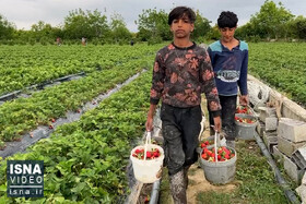 ویدیو/ برداشت توت‌فرنگی در روستای ازنوا