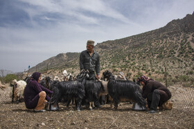 خانواده عشایری کوچ نشین - استان فارس