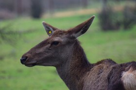 مرالهای ایرانی در پناهگاه حیات وحش آستارا