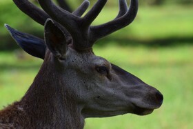 مرالهای ایرانی در پناهگاه حیات وحش آستارا