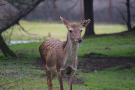 مرالهای ایرانی در پناهگاه حیات وحش آستارا