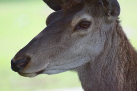 مرالهای ایرانی در پناهگاه حیات وحش آستارا