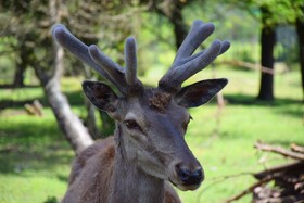 مرالهای ایرانی در پناهگاه حیات وحش آستارا