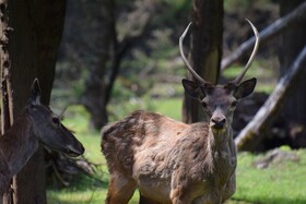 مرالهای ایرانی در پناهگاه حیات وحش آستارا