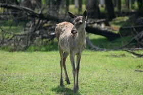 مرالهای ایرانی در پناهگاه حیات وحش آستارا