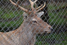 مرالهای ایرانی در پناهگاه حیات وحش آستارا