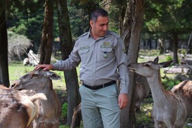 مرالهای ایرانی در پناهگاه حیات وحش آستارا