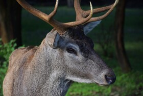 مرالهای ایرانی در پناهگاه حیات وحش آستارا