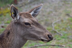 مرالهای ایرانی در پناهگاه حیات وحش آستارا