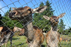 مرالهای ایرانی در پناهگاه حیات وحش آستارا