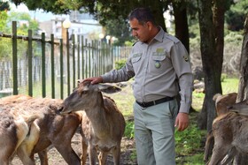مرالهای ایرانی در پناهگاه حیات وحش آستارا