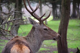 مرالهای ایرانی در پناهگاه حیات وحش آستارا