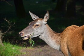 مرالهای ایرانی در پناهگاه حیات وحش آستارا