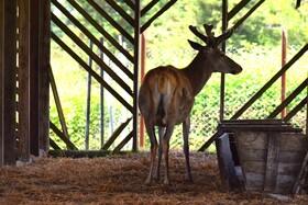 مرالهای ایرانی در پناهگاه حیات وحش آستارا