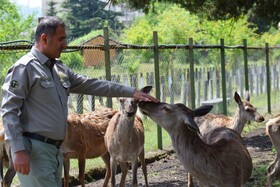 مرالهای ایرانی در پناهگاه حیات وحش آستارا