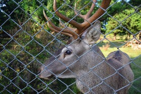 مرالهای ایرانی در پناهگاه حیات وحش آستارا