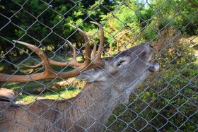 مرالهای ایرانی در پناهگاه حیات وحش آستارا