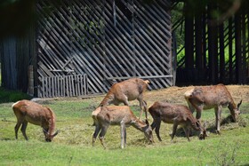 مرالهای ایرانی در پناهگاه حیات وحش آستارا