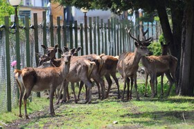 مرالهای ایرانی در پناهگاه حیات وحش آستارا