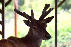 مرالهای ایرانی در پناهگاه حیات وحش آستارا