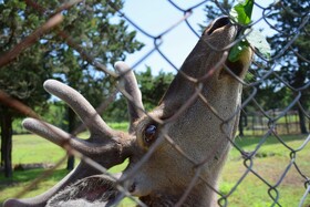 مرالهای ایرانی در پناهگاه حیات وحش آستارا