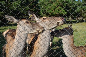 مرالهای ایرانی در پناهگاه حیات وحش آستارا