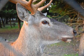 مرالهای ایرانی در پناهگاه حیات وحش آستارا