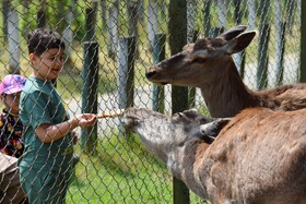 مرالهای ایرانی در پناهگاه حیات وحش آستارا