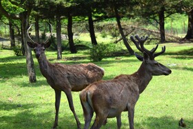 مرالهای ایرانی در پناهگاه حیات وحش آستارا