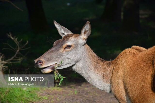 تجهیز مرالها به «ردیاب» طراحی شده توسط دانشگاه تربیت مدرس نور