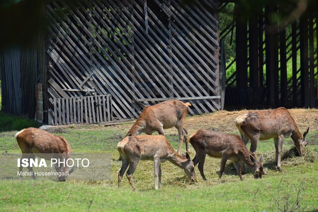 گردشگری حیات وحش، ظرفیتی از یاد رفته در ایران