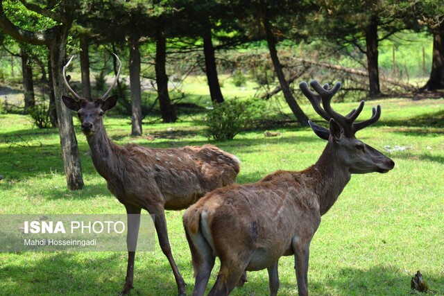 تجهیز مرالها به «ردیاب» طراحی شده توسط دانشگاه تربیت مدرس نور